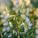 łubin-tytan-nasiona.jpg