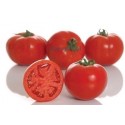 pomidor_amapola.jpg