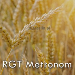 pszenica-tradycyjna-rgt-metronom.jpg