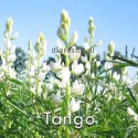 łubin-tango-nasiona.jpg