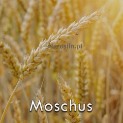 moschus.jpg
