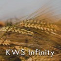 jeczmien-kws-infinity.jpg