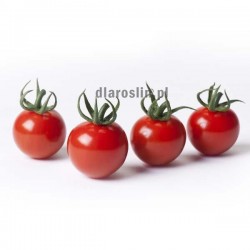 pomidor-cherrystar-sakata.jpg