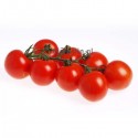 pomidor-side-sakata.jpg