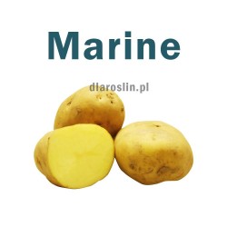 ziemniaki-sadzeniaki-marine.jpg