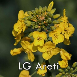 nasiona-rzepaku-ozimego-LG Areti-lg-seeds.jpg