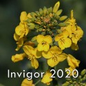 nasiona-rzepaku-ozimego-invigor-2020-basf.jpg