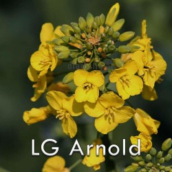 nasiona-rzepaku-LG-Arnold-Limagrain.jpg
