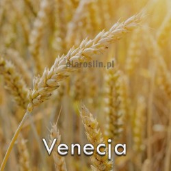 pszenica-ozima-venecja.jpg