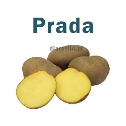 prada-ziemniaki.jpg