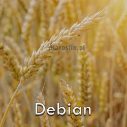 debian-pszenica-ozima-nasiona.jpg