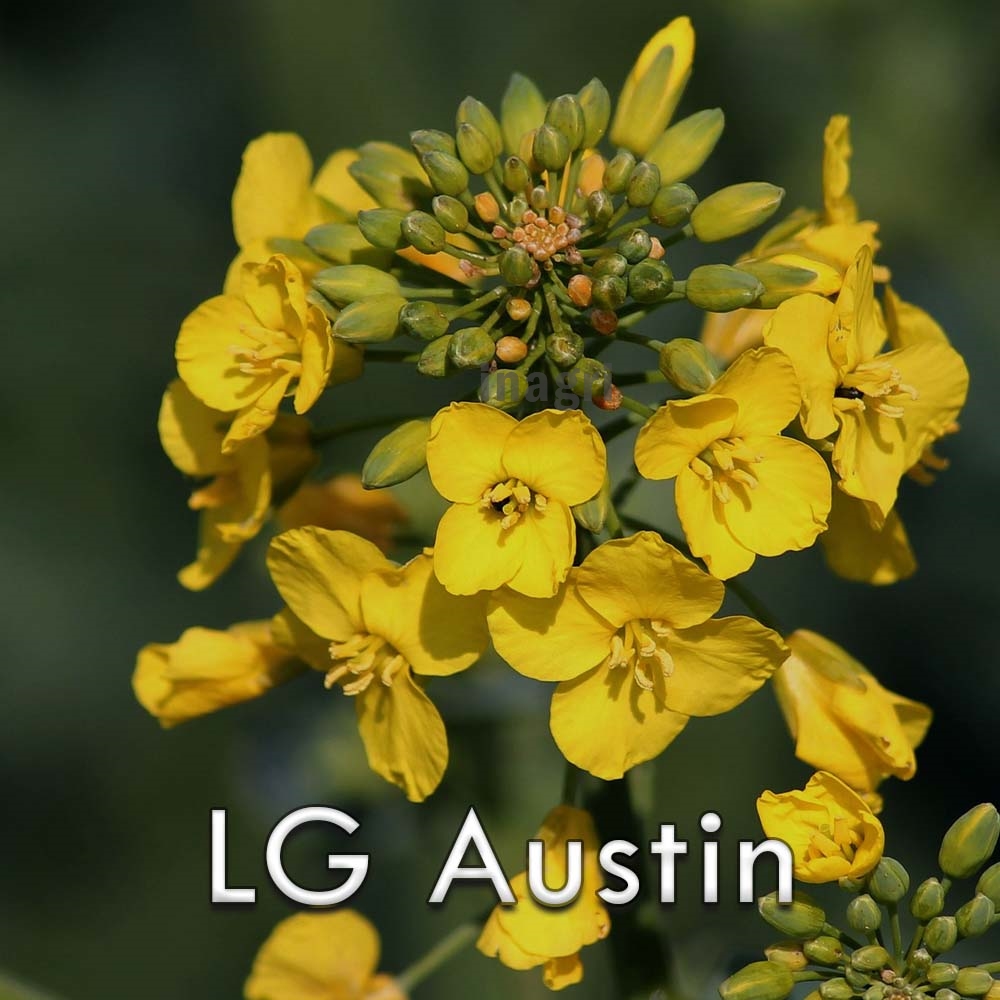 nasiona-rzepaku-LG-Austin-Limagrain.jpg