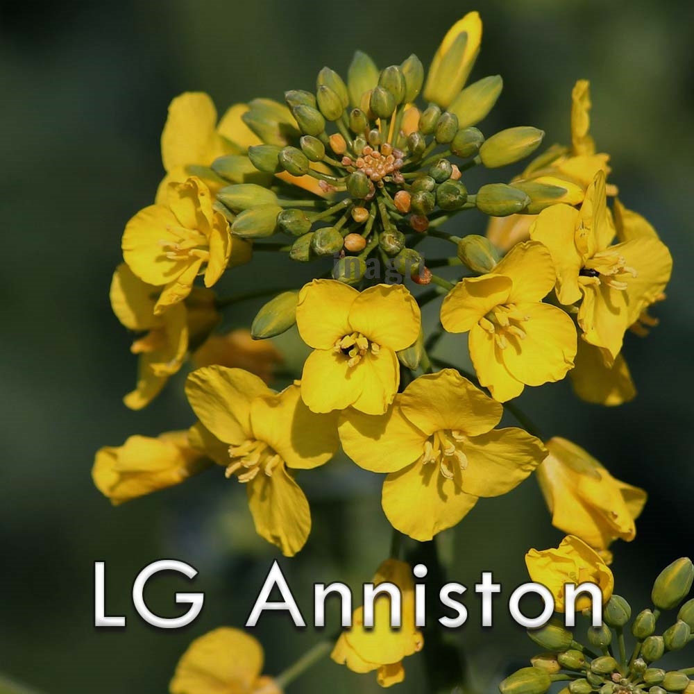nasiona-rzepaku-LG-Anniston-Limagrain.jpg