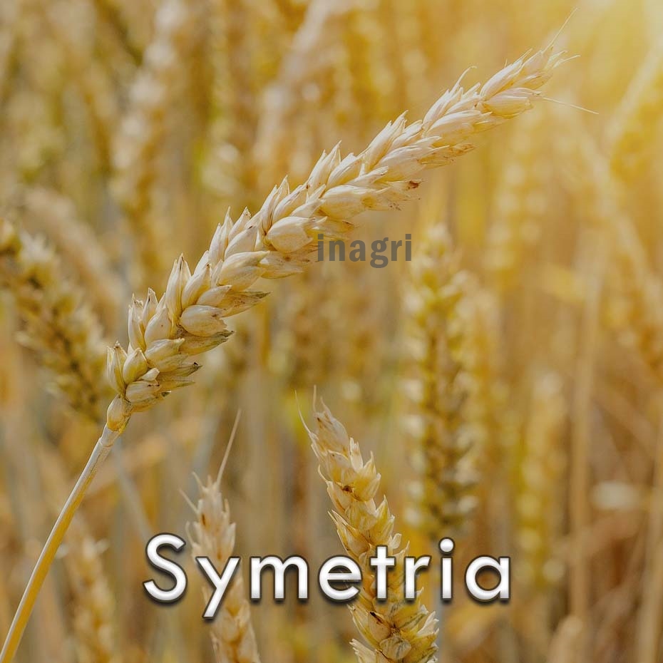 pszenica-tradycyjna-sy-symetria.jpg