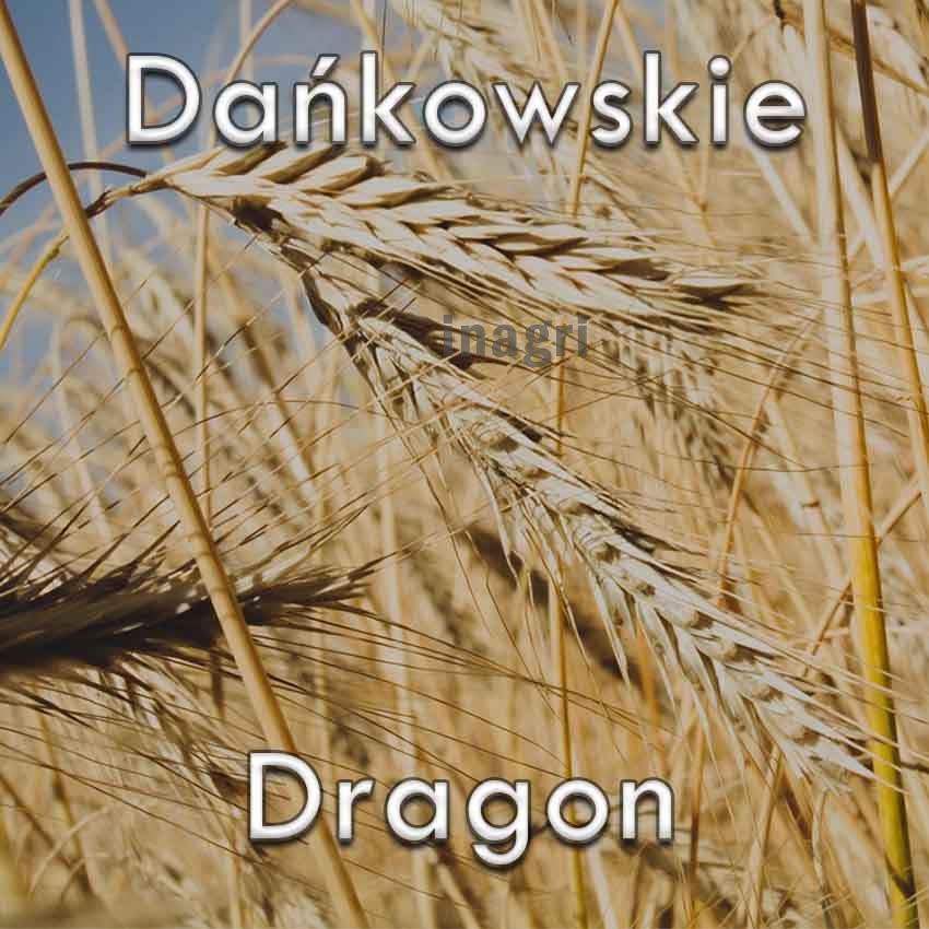 Żyto-ozime-dankowskie-dragon.jpg