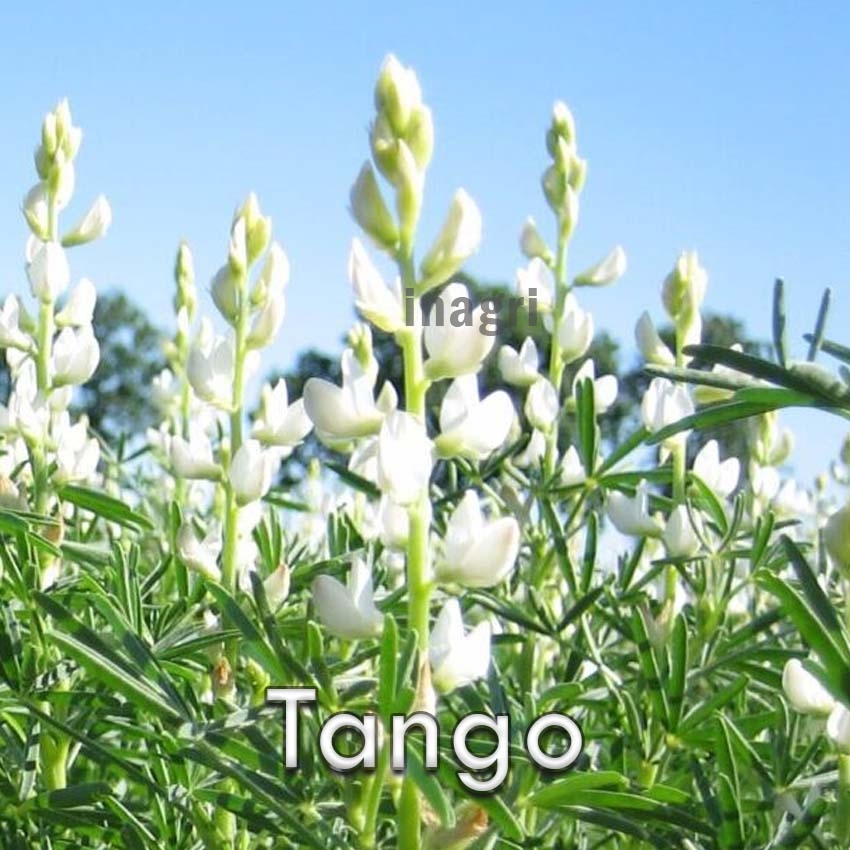 łubin-tango-nasiona.jpg