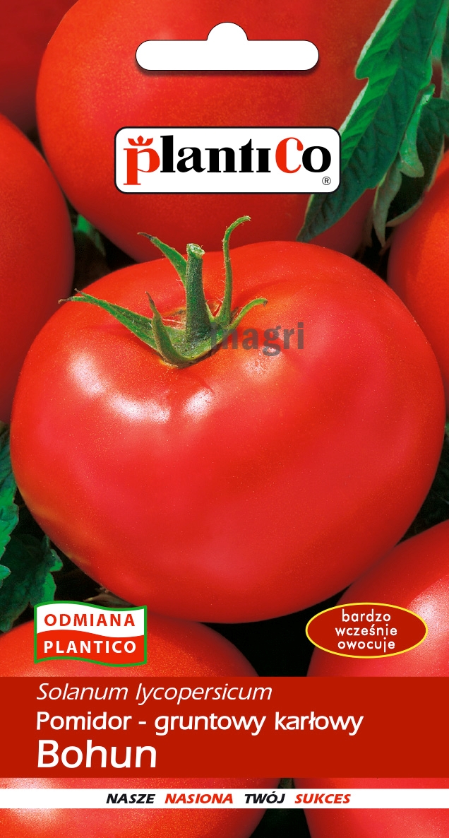 pomidor bohun-.jpg